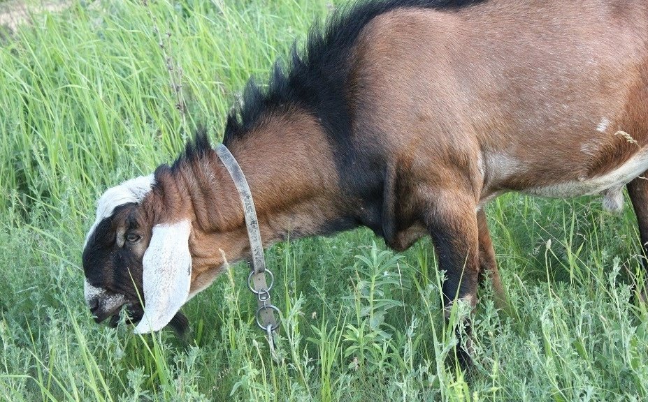 Купить Козу В Спб И Ленобласти