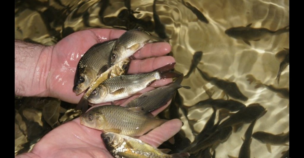 Малек толстолобика. Малек белого амура. Мальки карпа белого амура. Малек сазана. Мальки карпа белого амура.