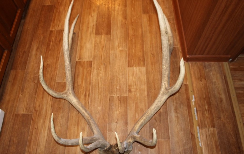 Чем отличаются рога оленя и лося. Панты марала на белом фоне. Вешалка из рога благородного оленя. Вешалка из рога благородного оленя. Самые большие рога марала.