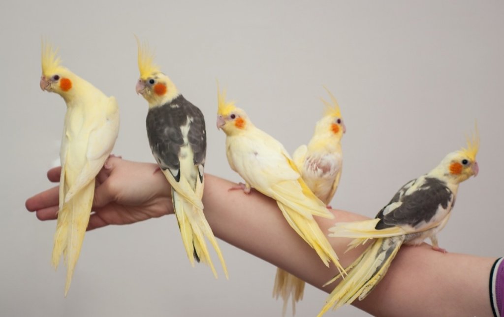 Семья попугаев бронза. Попугай корелла. Узелки на лапах корелл. Заводчики попугая корелла. Корелла.