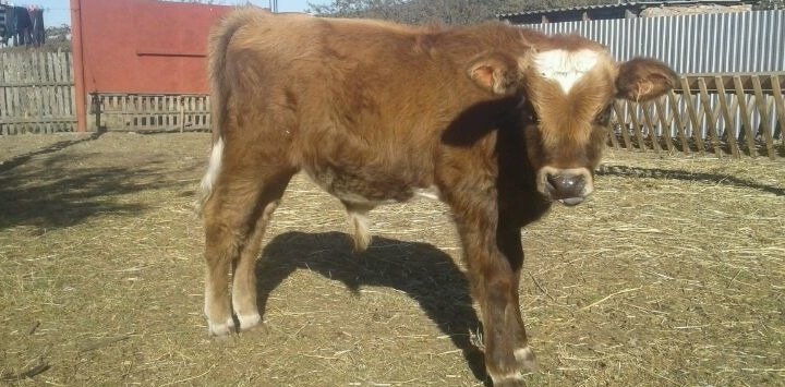 Бычки растение. Теленок 5 месяцев. Голштинская порода коров. Бычки 4-6 месяцев гефорды. Телята голштинской породы 1.