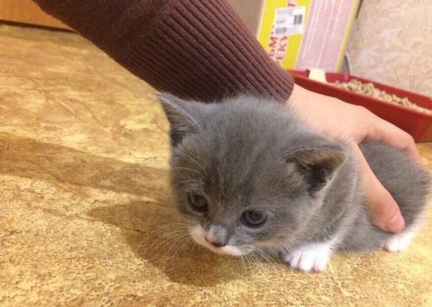 Шотландские Котята Купить В Тамбове