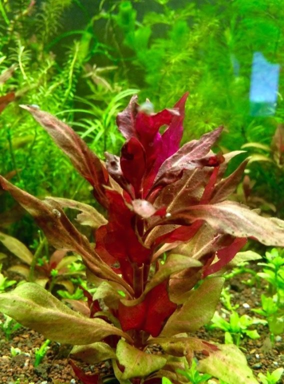 Продам в Москве, Аквариумные растения доставка Купить Растения для аквариума 1