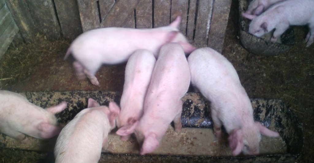 Волгоградские свиньи. Поросята 1.5 месяца. Поросята 2 месяца. Поросята 1 месяц. Месячные поросята.
