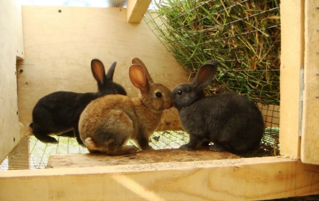 Купить кроликов воронежской. Объявления кроликов. Откорм кролика на доске. Купить разные породы кроликов.