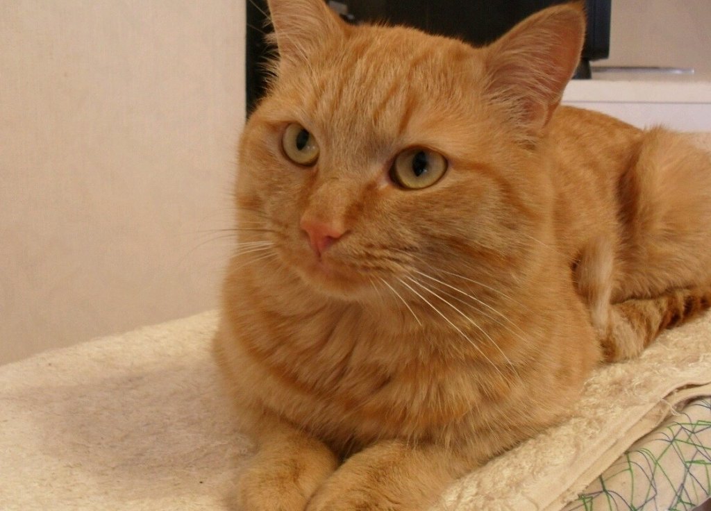 Бразильская короткошерстная кошка рыжая. Европейская короткошерстная табби рыжий. Анатолийская короткошерстная кошка рыжая. Наглый рыжий кот. Рыжий кот самец.