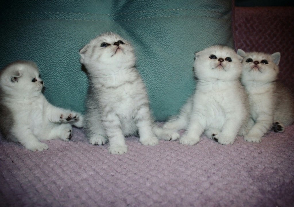 Куплю Котенка Недорого На Авито В Кузнецке