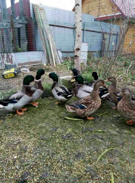 Утки продам. Продам уток. Продам уток. Мещёрская подсадная утка. Мулаты утки в верхнеуральске на площади.