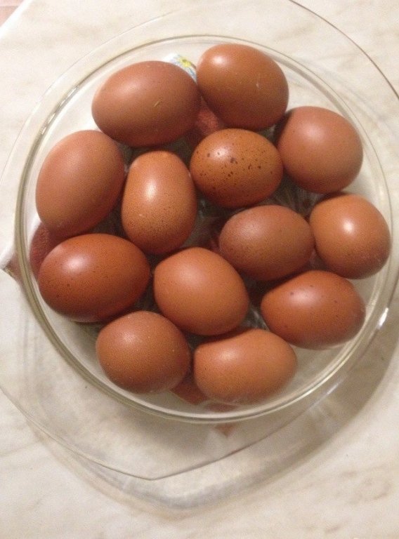 Инкубационное яйцо марана купить. Маран куры яйца. Яйца породы Маран. Яйцо Марана инкубационное. Маран порода кур яйцо.