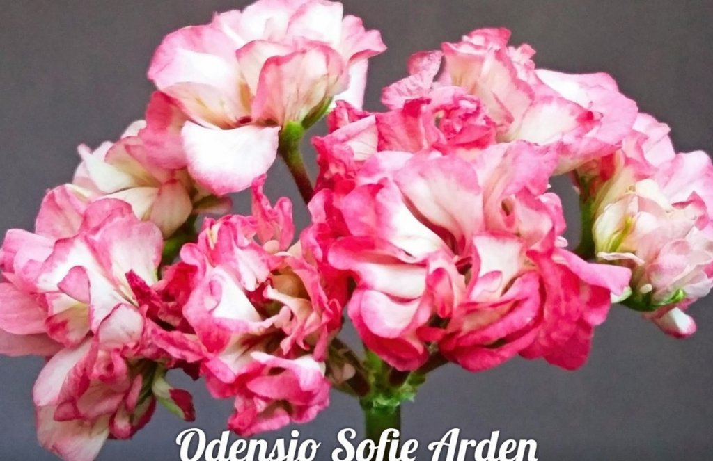 Odensjo sofie arden пеларгония фото