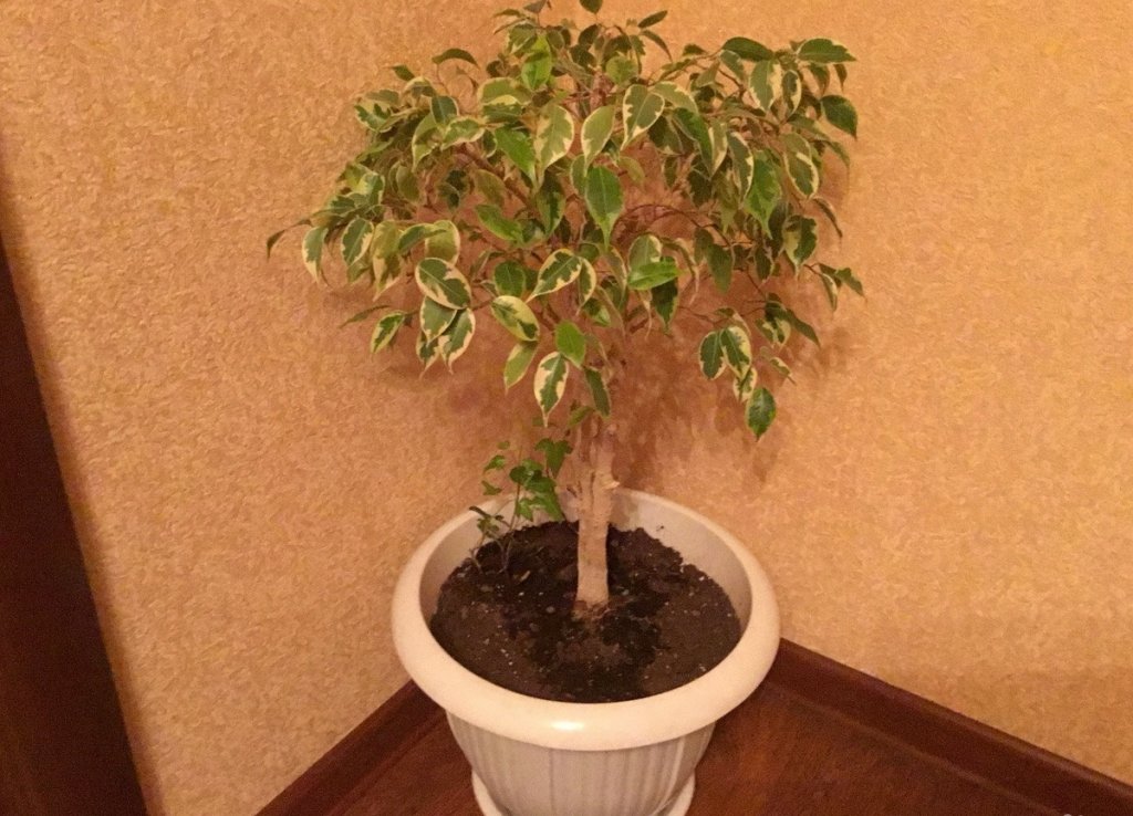 Фикус бенджамина листва. Фикус бенджамина опадают листья зимой что делать. Фикус бенджамина листочки. Фикус бенджамина березка. Фикус бенджамина опадает листва.