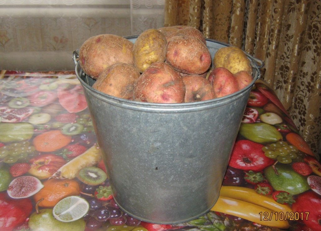 Фото красной картошки в ведре
