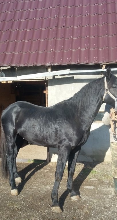 Продажа Лошадей На Авито По Новосибирску