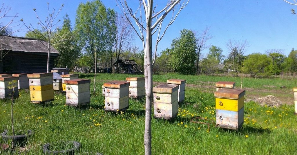 Пчелы купить в нижегородской