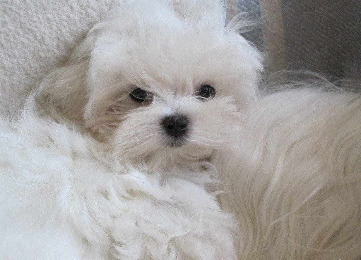 Мальтезе порода. Авито болонка собаки. Авито болонка собаки. Мальтипу собака белая. Авито болонка собаки.