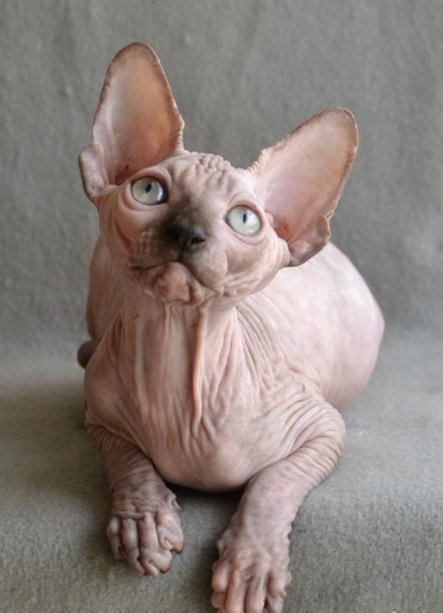 сфинкс калининград. канадский сфинкс гиннес. сфинкс калининград. канадский сфинкс. донской сфинкс.