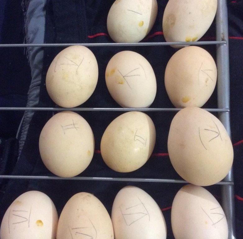 Купить инкубационное яйцо в свердловской области. Яйцо инкубационное е517123. Авикола инкубационное яйцо. Инкубационное яйцо с эффектом мрамора. Инкубационное яйцо брак.