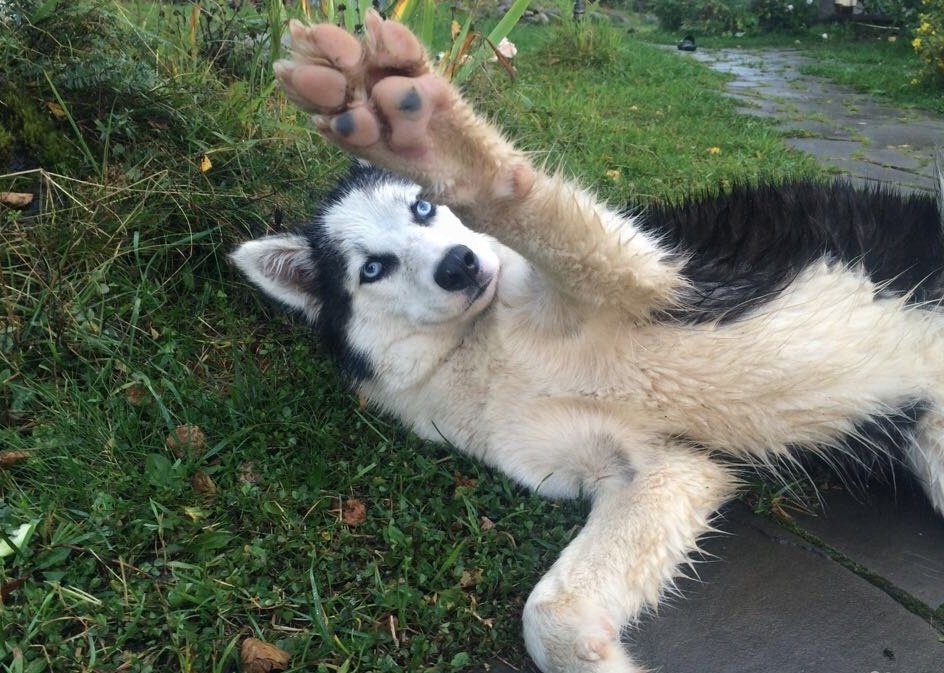 санкт петербург лайка