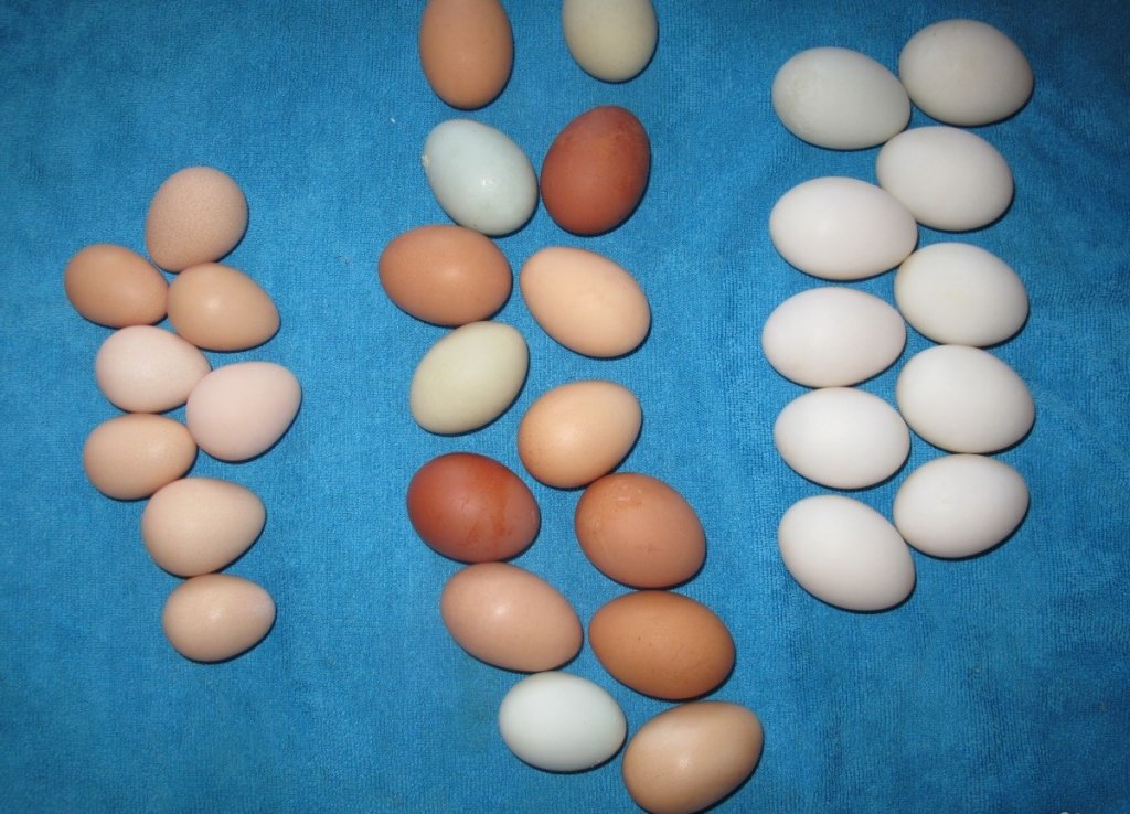 Размер яиц кур. Цесариные яйца. Яйца цесарки. Яйцо цесарки размер. Яйцо цесарки и курицы.