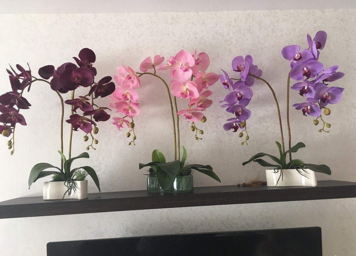 Мир Орхидей