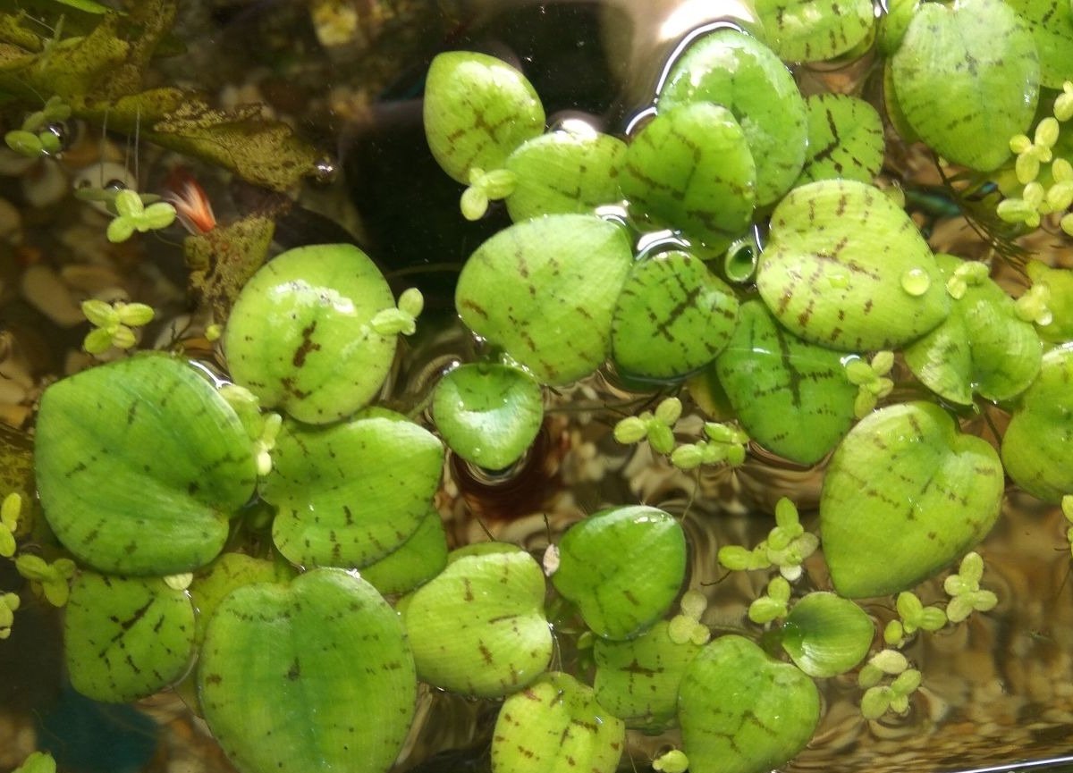 Надводные растения в аквариуме виды фото