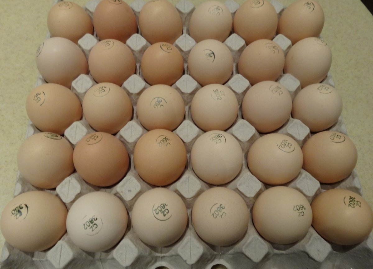 Купить инкубационные яйца пород кур. Инкубационное яйцо бройлера Кобб 500. Инкубационное яйцо бройлера Росс 308. Инкубационное яйцо Росс 308 Чехия. Инкубационное яйцо Кобб 500 Словакия.