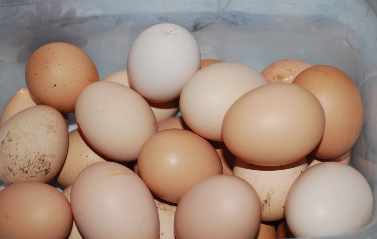 Купить яйцо инкубационное липецкая. Легбар яйцо. Инкубационное яйцо. Яйцо Феникса кур. Мраморное яйцо инкубационное.