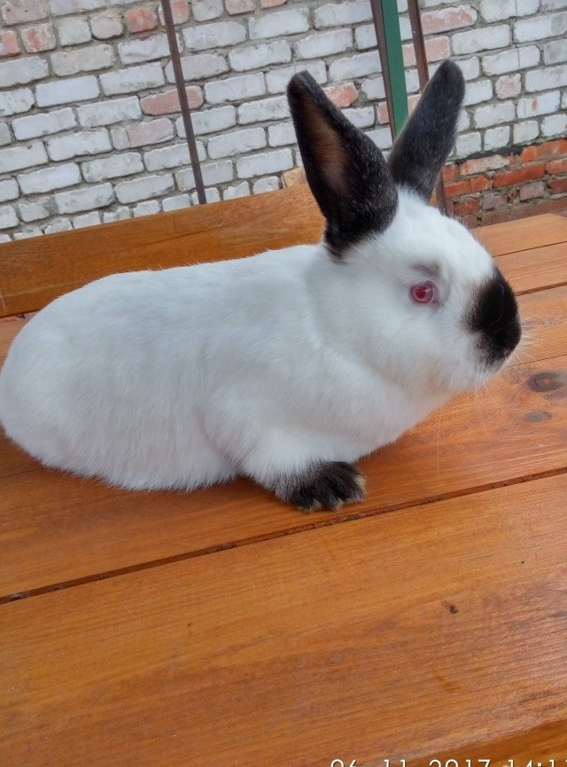 Калифорнийские Кролики Купить В Нижегородской Области Починки