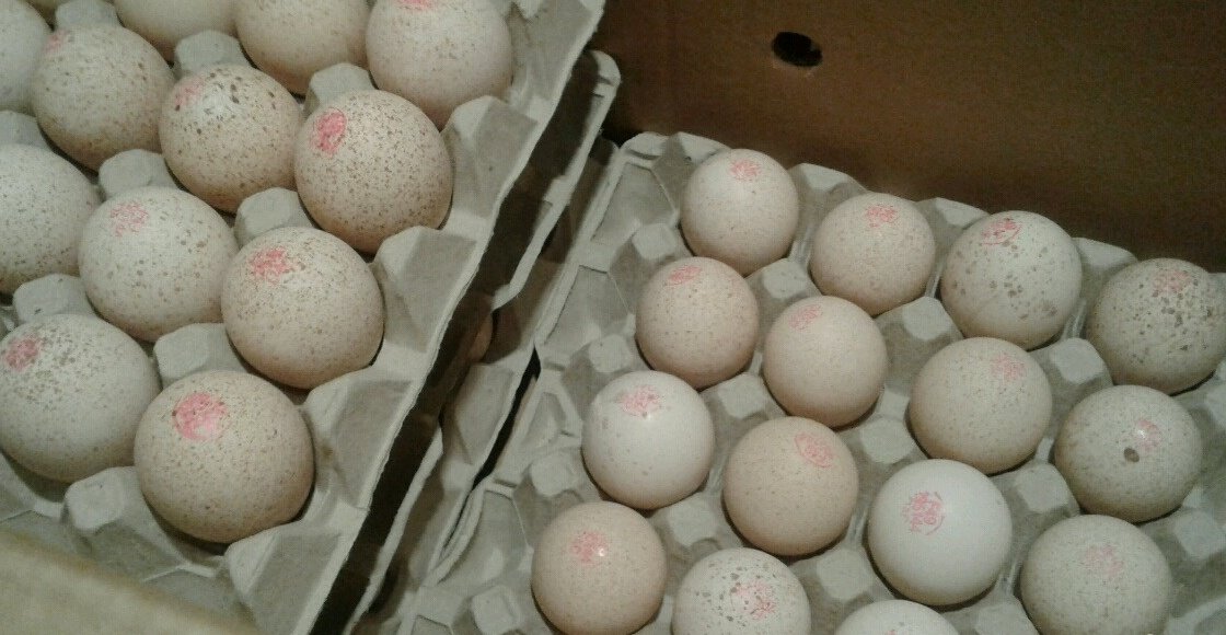 Купить яйца иваново. Инкубационное яйцо Кобб 500. Инкубационное яйцо Биг 6. Инкубационное яйцо индейки Биг 6.