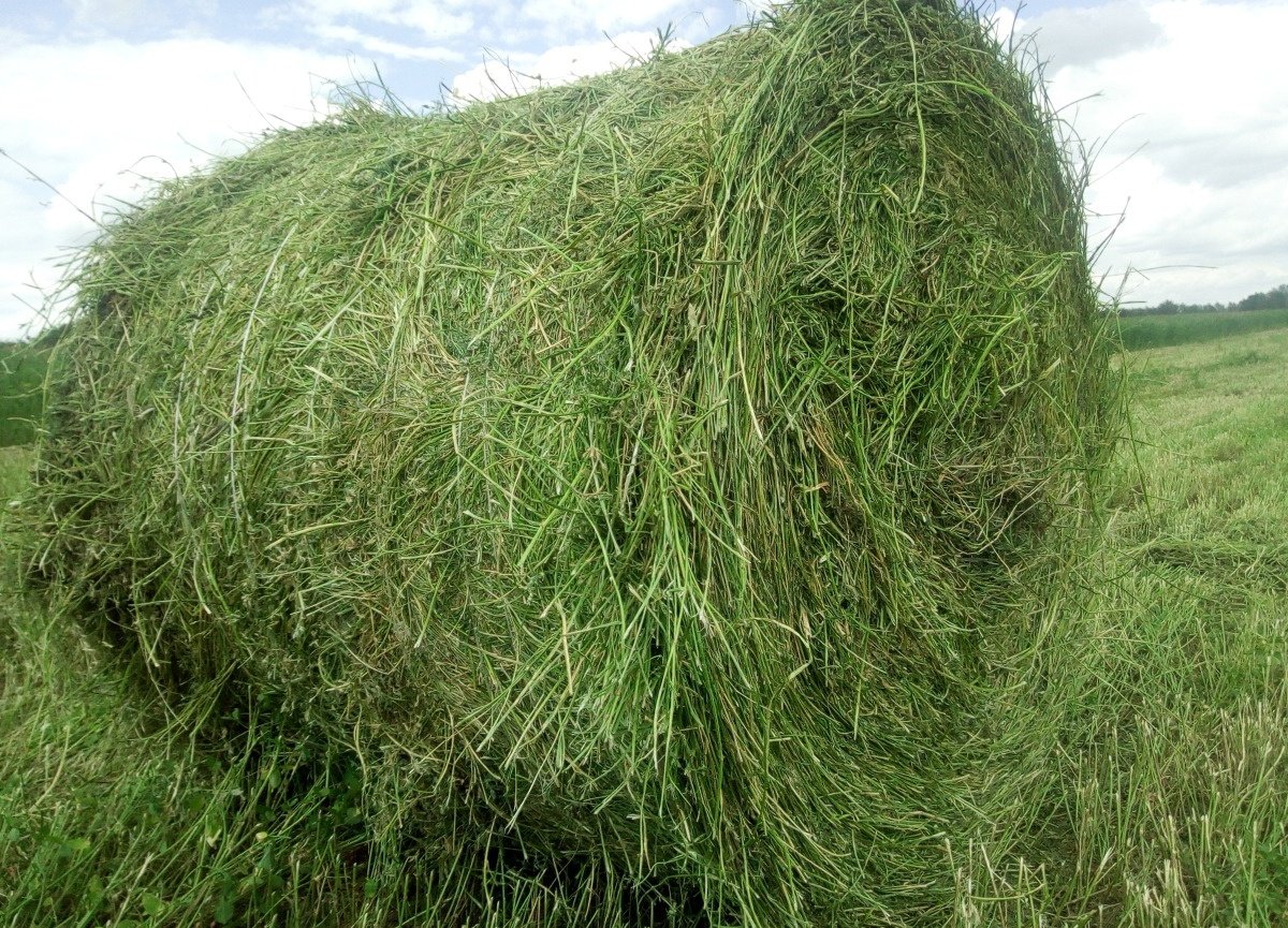 Эспарцет трава для сена фото