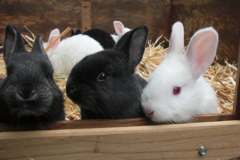 В питомнике живет несколько кроликов разного. Кролики разной окраски. Кролики сельскохозяйственные. Кролики разных возрастов. Кролики мясных пород.