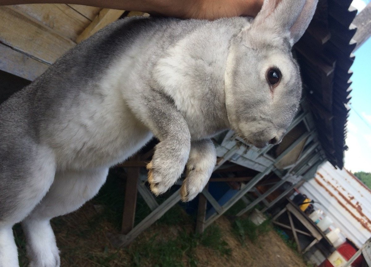 Купить Кроликов В Калужской Области Для Разведения