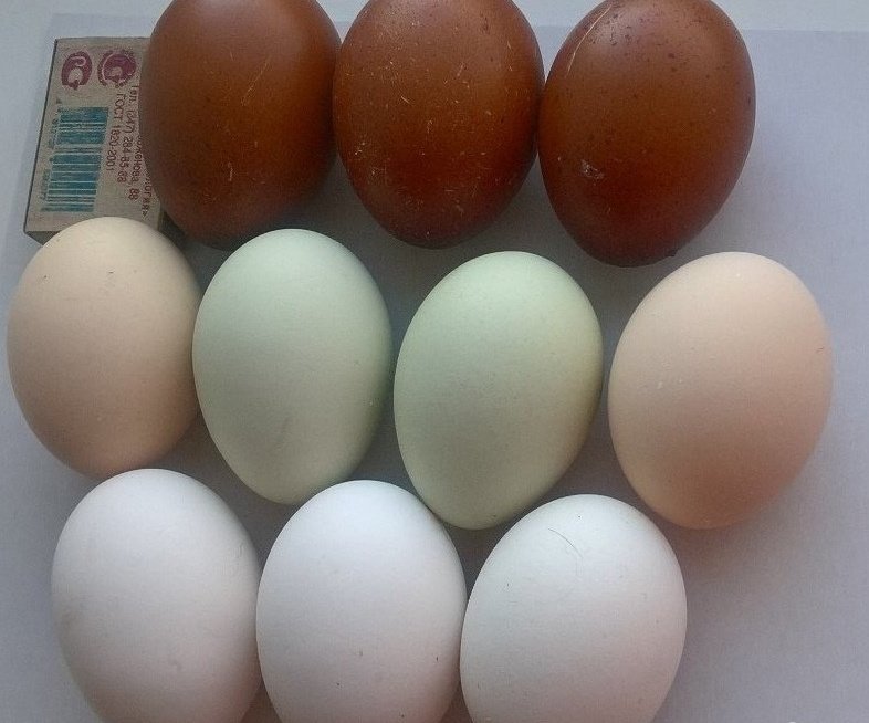 Купить яйцо инкубационное в нижегородской. Яйцо Легбар инкубационное. Легбар Маран. Маран черно медный яйца. Маран кремовый Легбар.