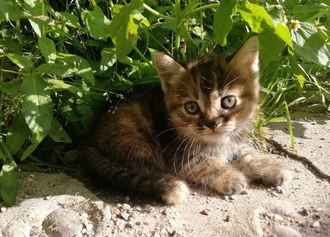 Тула Купить Недорого Кошку