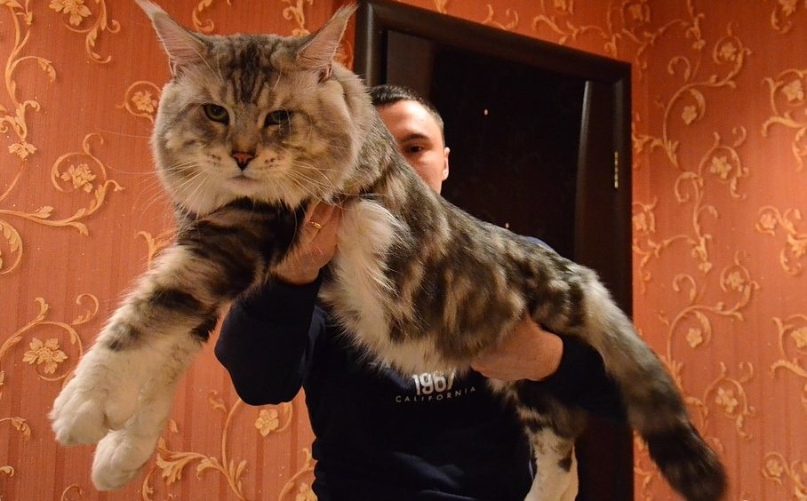 Мэйкун Купить Недорого Котенка