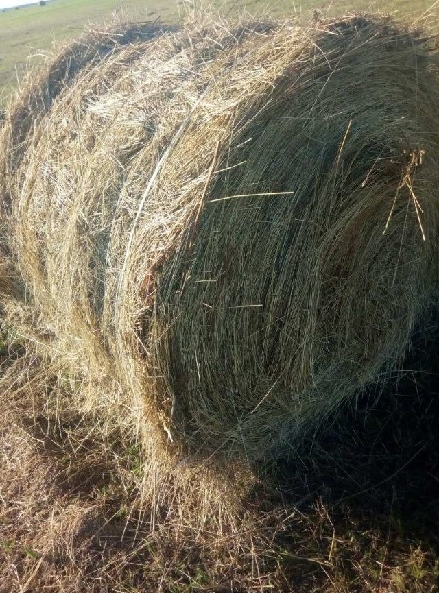 Сено в сарае. Сено 200 кг тюки. Рулон сена. Сено иркутск. Сено (клевер+люцерна) 1 тюк.