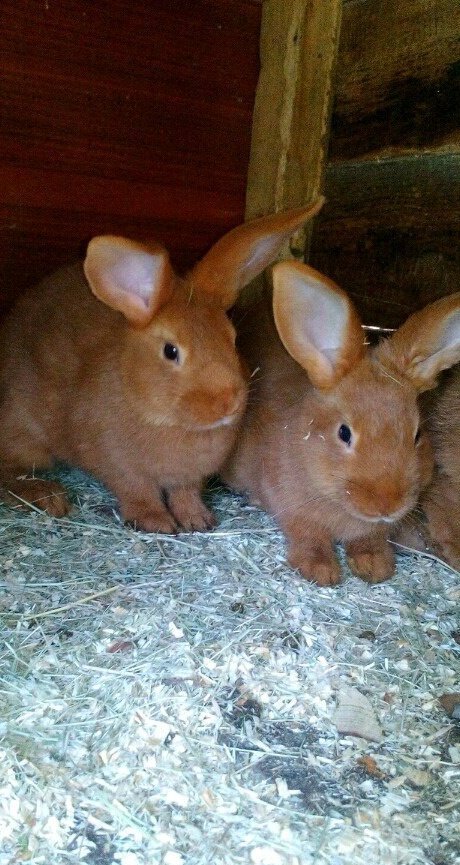 Простые Кролики Фото