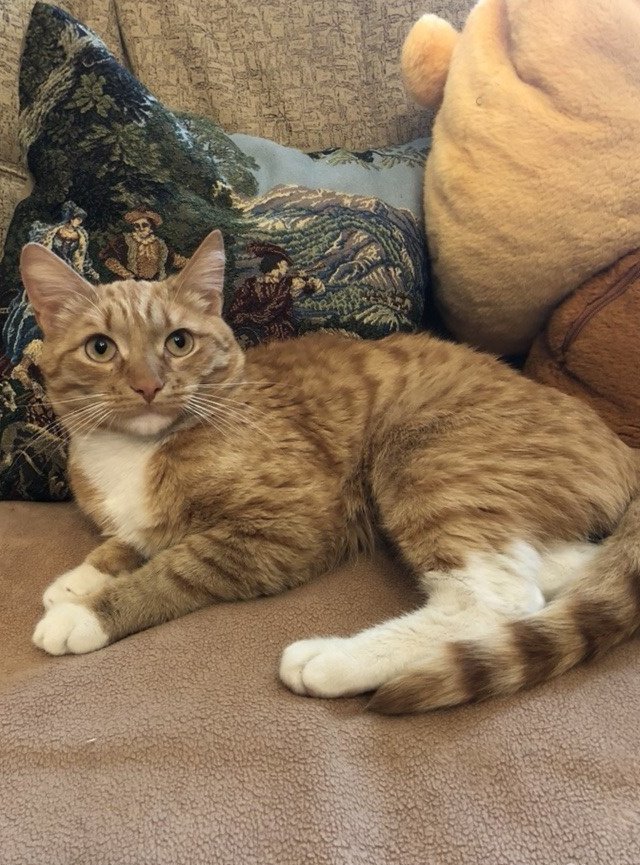 Кот самец кошки. Рыжий кот пермь. Рыжий мраморный кот порода. Рыжий котенок с полосками. Рыжий кот пермь.