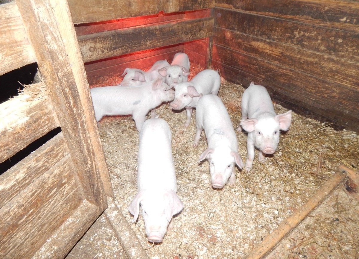 авито вышний животные. кроличья ферма. авито кролики в обильном. продажа котят вышний волочек. козы породы кико.