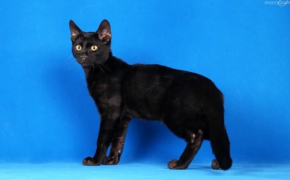 Продам бенгальская, самец в Тутаеве, бенгальского кота, цвет меланистик  редкий черный как — Доска объявлений УниДоски