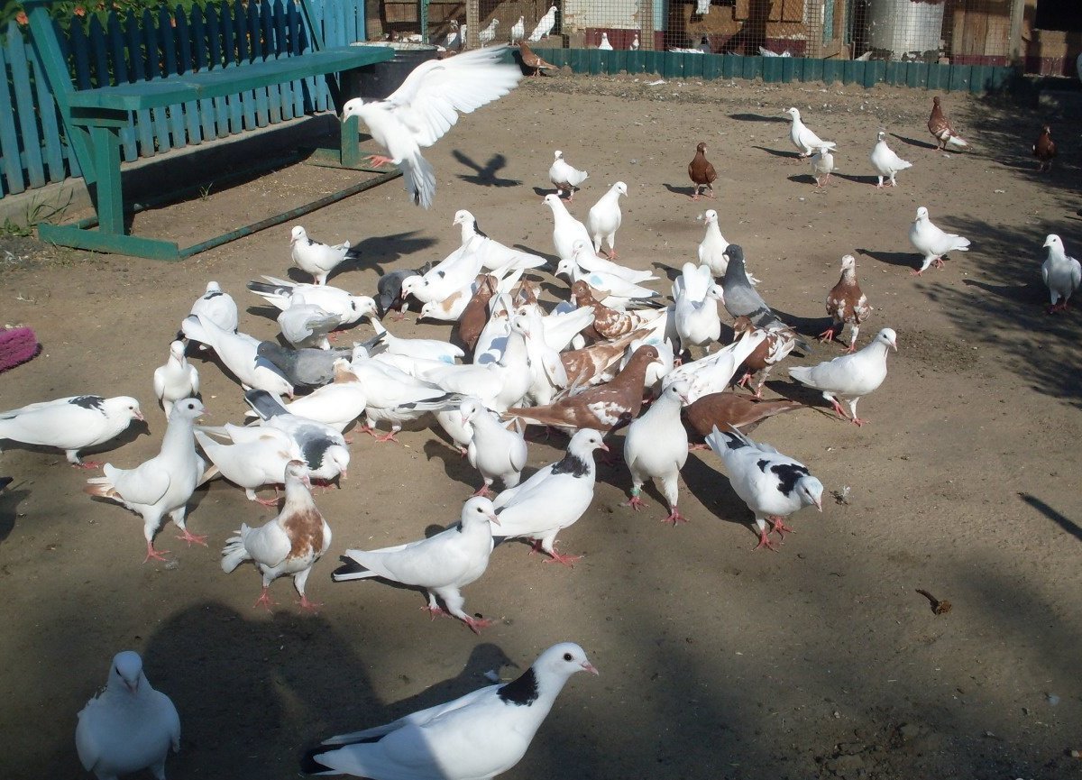 Бакинские бойные голуби чили