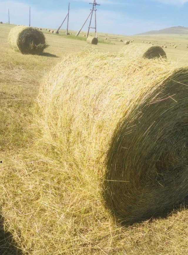 15 кг сена. Сено 300 кг. Сено разнотравье в тюках. Сено в рулонах разнотравье. Сено в рулонах 300кг.