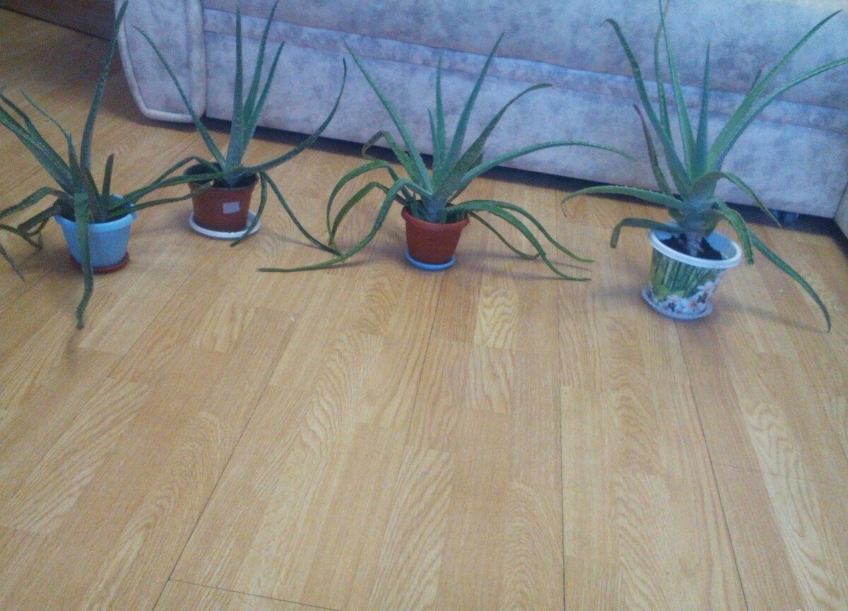 находка комнатные. цветок гардения жасминовидная. комнатные растения в квартире. комнатные растения в комнате. горшечные цветы.