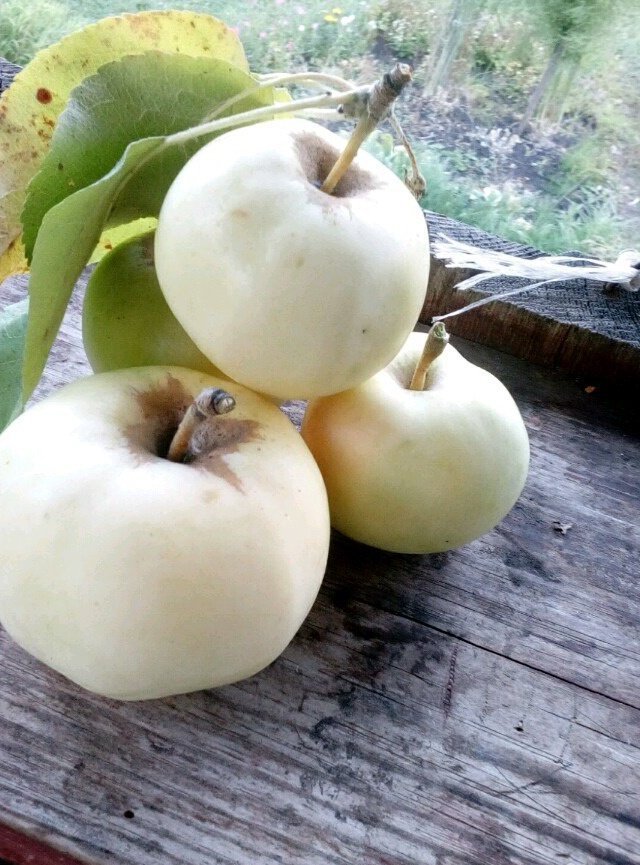 Яблоня белый купить