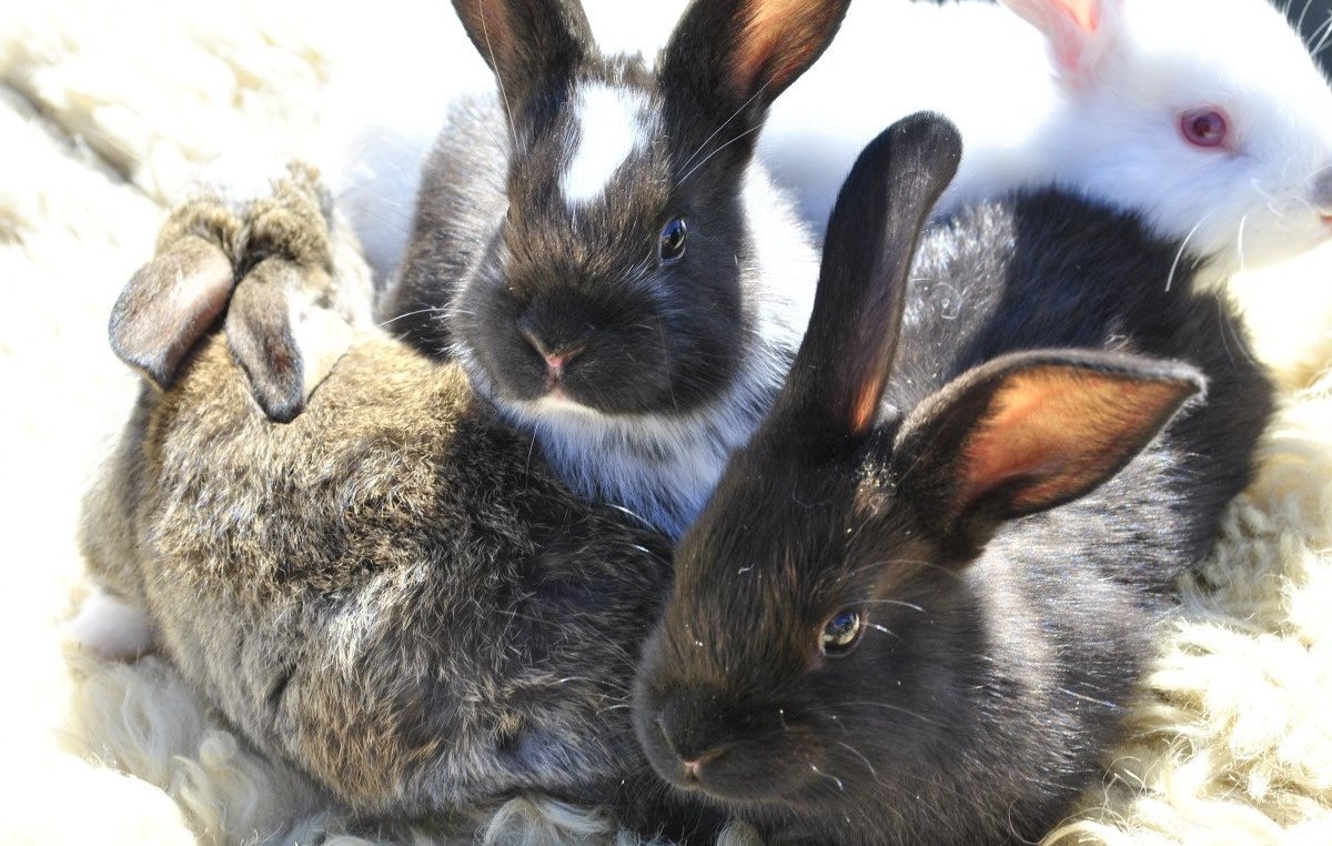 Купить кроликов белгородская. Крольчата. Кролики в деревне. Кролики в Белгородской области. Кролик Украина.