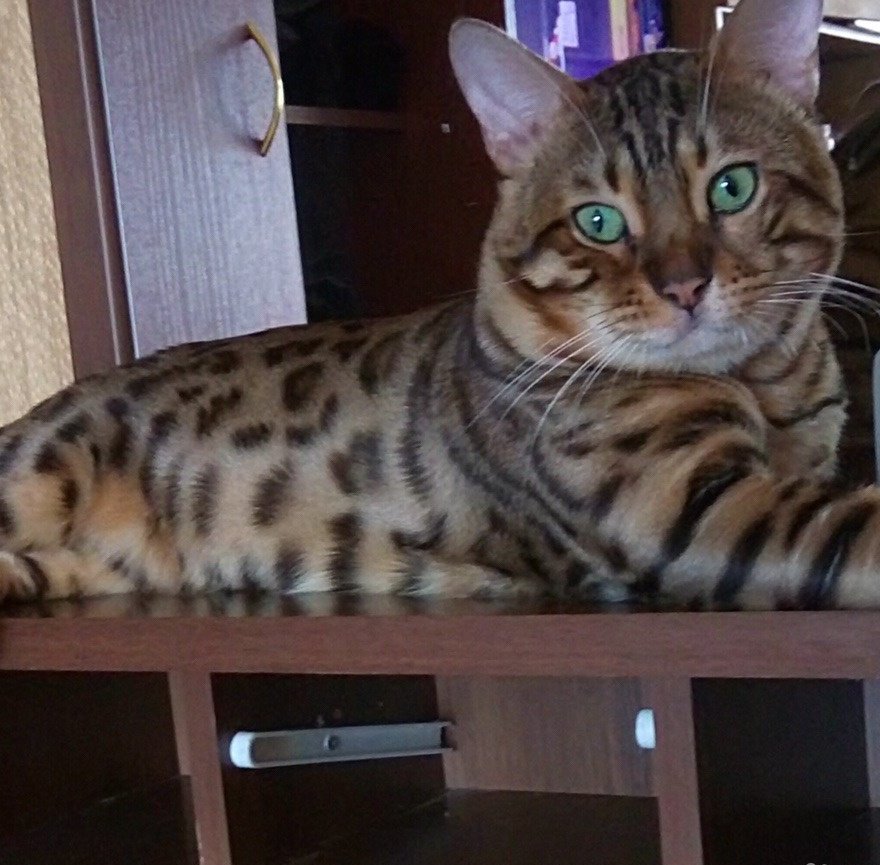 бенгальский кот вязка