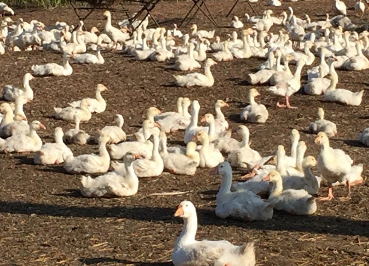 Купить Гусей В Курске И Области