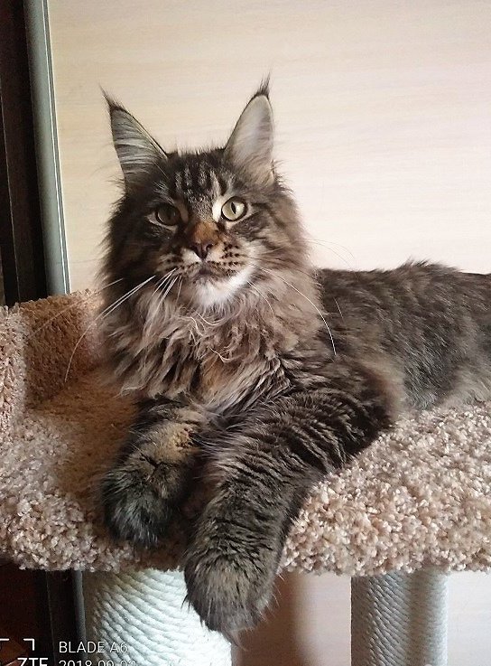 Мейн кун кошки самки. Мейн кун самка. Мейн куны самки. Мэй кун. Мейн кун самка.