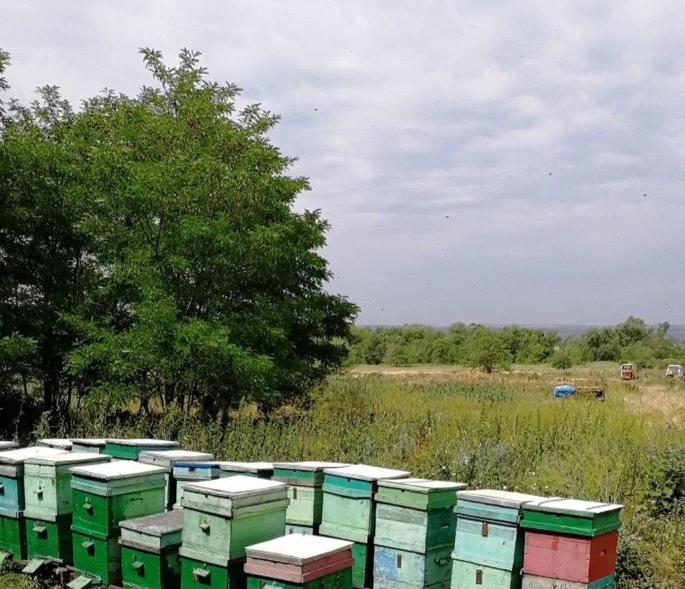 Купить Пчел В Волгоградской Области На Авито