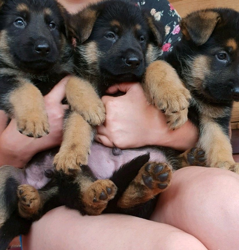 Щенки кемерово немецкая овчарка. Щенки кемерово немецкая овчарка. Щенок немецкой овчарки 1 месяц. Щенок длинношерстной овчарки 1 ,5 месяцев. Стиль дв питомник.